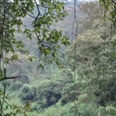  In the Jungle